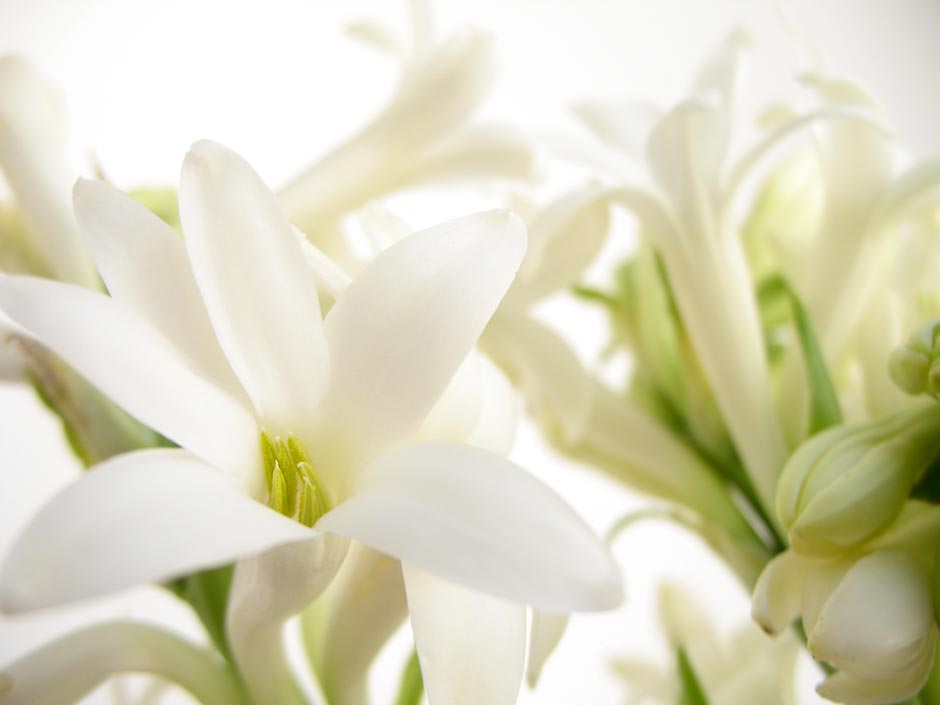 i-fiori-bianchi-di-antares-profumo-italiano